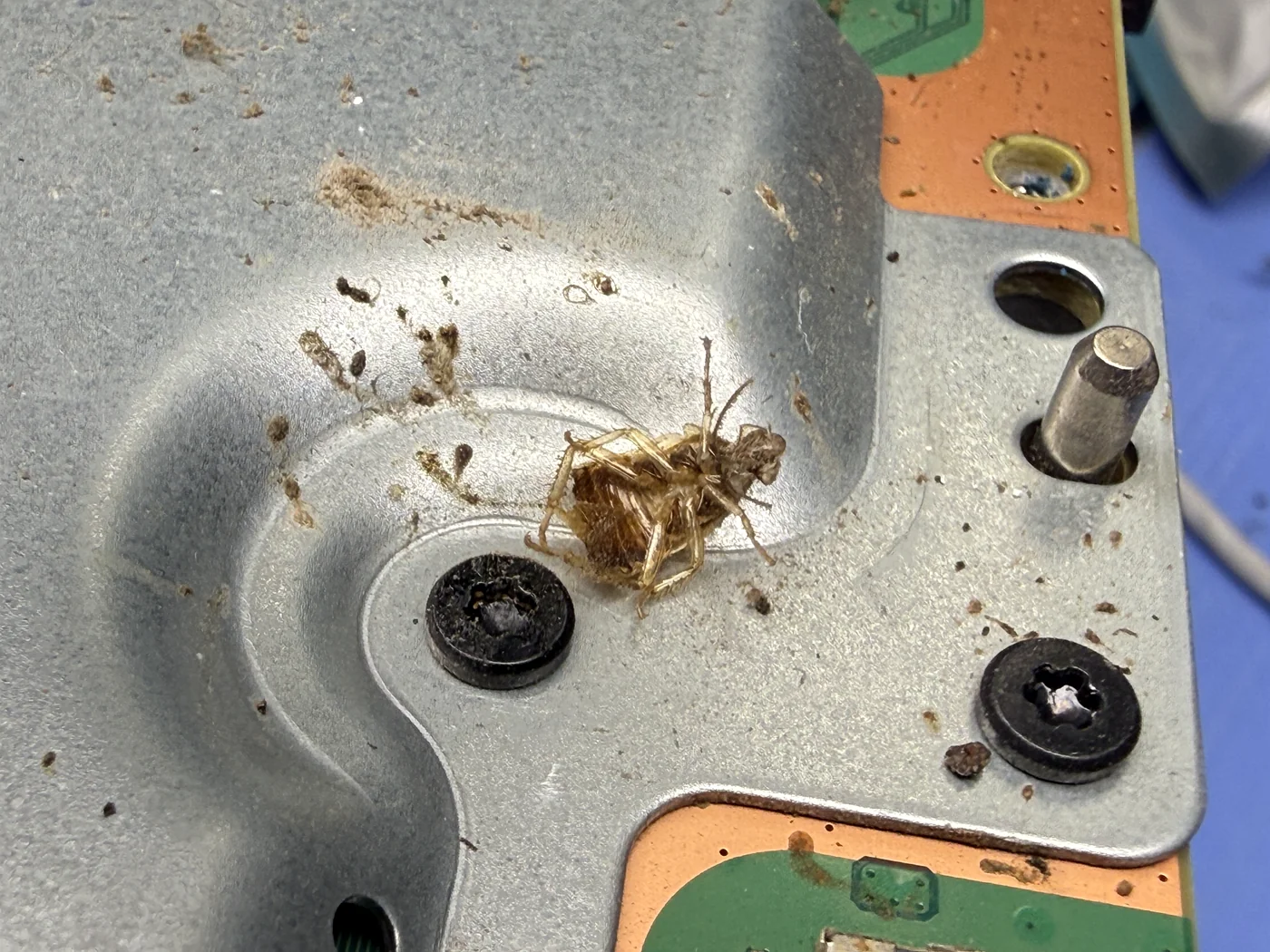 Dead cockroach and droppings on the Xbox Series X board shield